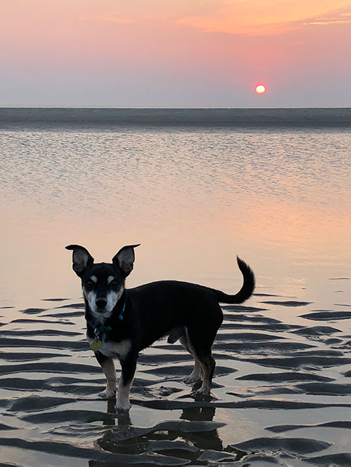 Auch bei einem alten Tier kann die Lebensqualität gefördert werden! alter hund
