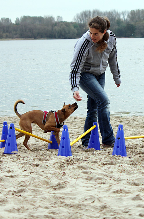 Hunde-Physiotherapie am Elbstrand